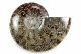Polished Ammonite (Cleoniceras) Fossil - Madagascar #364949-1